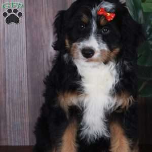 TRACEY, Australian Mountain Doodle Puppy